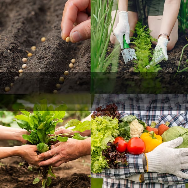 Vegetable Seed Vault Kit | 35 Variety Pack